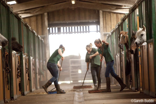 Own A Horse/Pony Experience