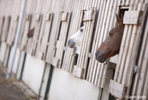 Own A Horse/Pony Experience
